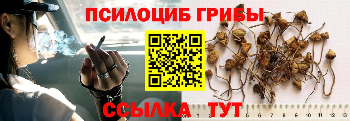как найти наркотики  Вход с VPN  Кувандык  Псилоцибиновые грибы GOLDEN TEACHER 